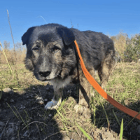 Lawrence, dog to adopt