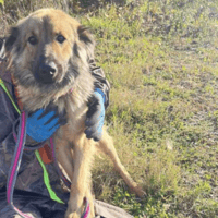Santiago, dog to adopt