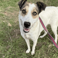 Honour, female dog to adopt