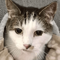 Gutsy & Speedy, female cat to adopt
