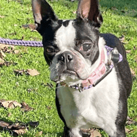 Bossy, female dog to adopt