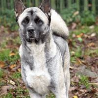 Kali, female dog to adopt