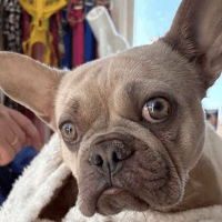 Ruby, female dog to adopt