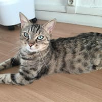 Sarabi, chatte à adopter