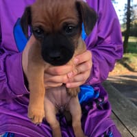 Ariel, chienne à adopter