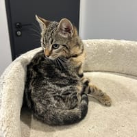 Eclipse, chatte à adopter