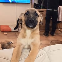BLUE, chienne à adopter