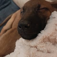 PINK, chienne à adopter