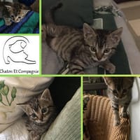 Athéna, chatte à adopter