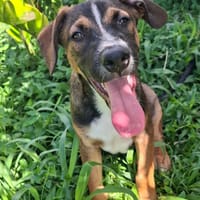 YUKI, chiot Berger Créole mâle, chien à adopter