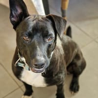 TILOUP Croisé Labrador, chien à adopter