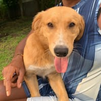 KIBA, Mâle berger créole junior, chien à adopter