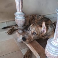 MARGARITA, chiot femelle croisée, chienne à adopter