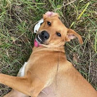 CHOUPY, Mâle berger créole junior, chien à adopter