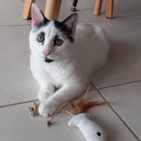CHARLOT, chat à adopter
