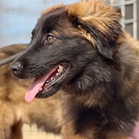 HAMILTON (Maria), chien à adopter