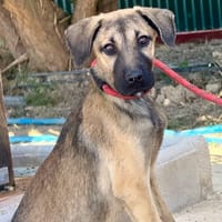 HARPER (Maria), chienne à adopter