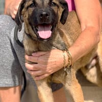 HADDIX (Maria), chien à adopter