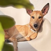 LAMBO (Lara), chien à adopter