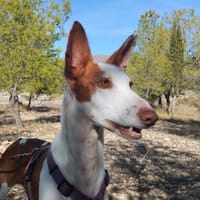 BOBI (Patas Jumila), chien à adopter