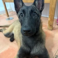 LOLA (Martina), chienne à adopter