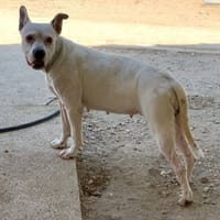 ASTRID, chienne à adopter