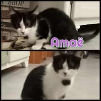 AMAË    A RESERVER, chatte à adopter