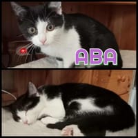ABA   A RESERVER, chatte à adopter