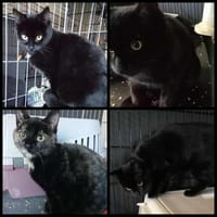 SOS pour 3 chatonnes, chatte à adopter