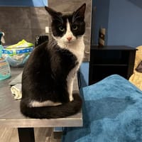 ANAKIN, chat à adopter