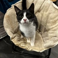 ABY, chatte à adopter