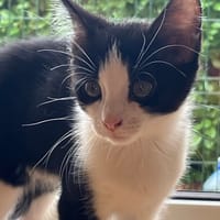 AMANDINE, chatte à adopter