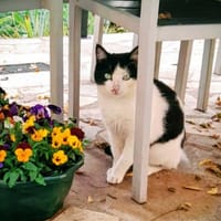 LULU, chat à adopter