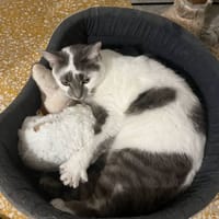 LOSTE, chatte à adopter