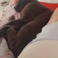 CALINE, chat à adopter