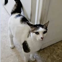 POMPON, chat à adopter