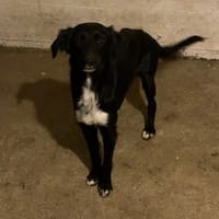 LOLA, chienne à adopter