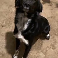 VULCAIN, chien à adopter