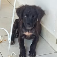 Reva, chienne à adopter