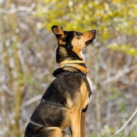 Nova, suczka do adopcji