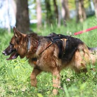 Dakar, pies do adopcji