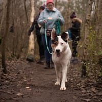 Dunder, pies do adopcji