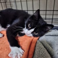 Julka, kotka do adopcji