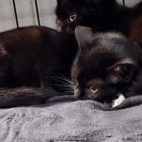 Spooky, kot do adopcji