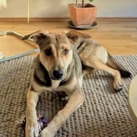 Trusky-Fröhliche Ohren suchen neue Couch, Hund zur Adoption