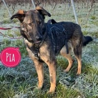 Pia die Wundervolle, Hündin zur Adoption