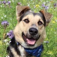 Murphy- FIT AUF VIER PFOTEN, Hund zur Adoption