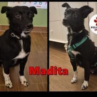 sehr kleine Madita sucht ihr Zuhause, Hündin zur Adoption