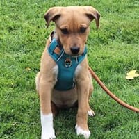 Darf Conni zu Ihnen gehören?, Hündin zur Adoption