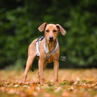 Familie für Arno gesucht, Hund zur Adoption